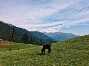 Photo of Dayara Bugyal trek, Uttarkashi, Uttarakhand, India by Ananya Ghosh