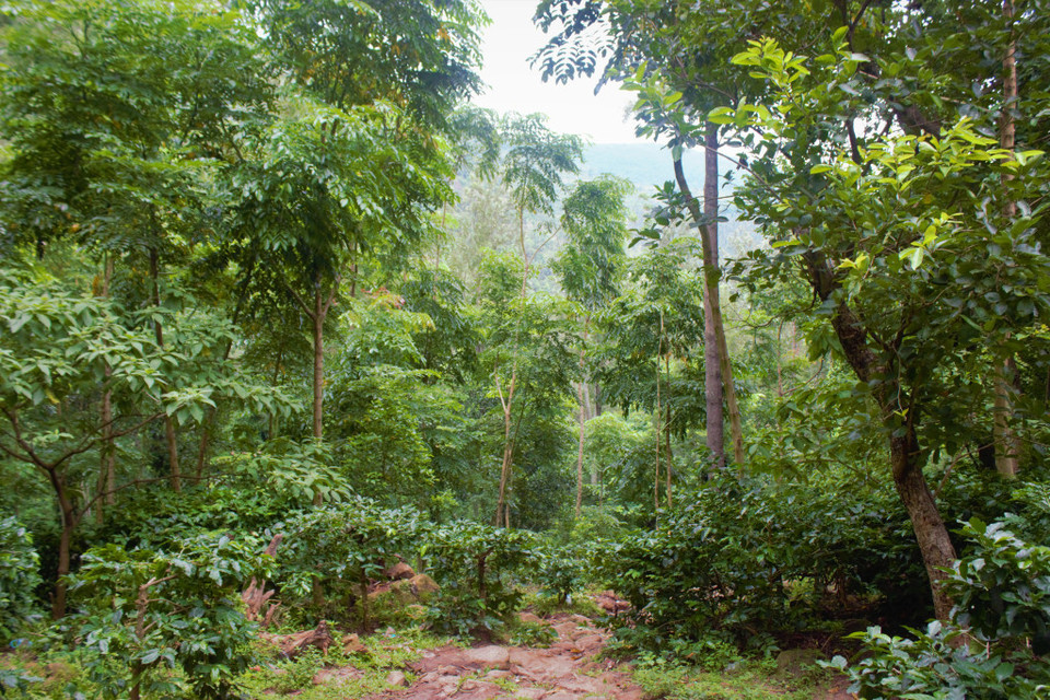 Photo of Coffee Museum, Araku - Visakhapatnam Road, Araku Valley, Andhra Pradesh, India by Vikram Mn