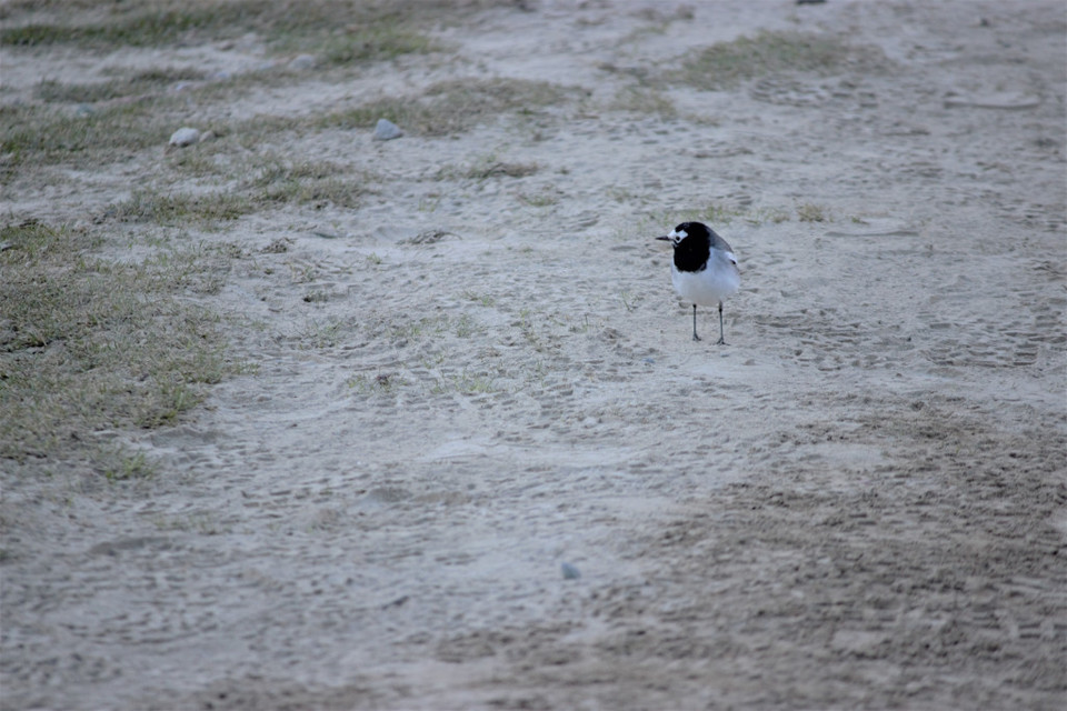 Photo of Travelogue: The Glacier that was - Gaumukh Tapovan by Vikram Mn