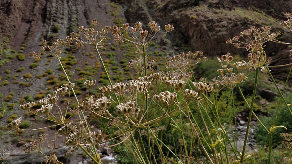 Photo of Nimaling Camping Ground, Leh by elisabeth aradhana