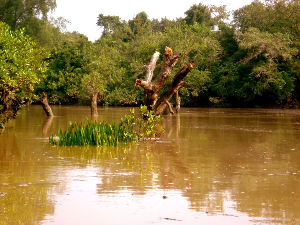 Photo of Bhitarkanika, a lesser known National Park of India 7/37 by Ria Saha