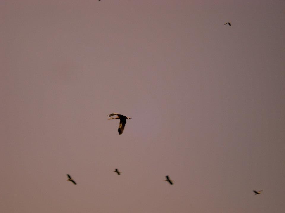 Photo of Bhitarkanika, a lesser known National Park of India 19/37 by Ria Saha
