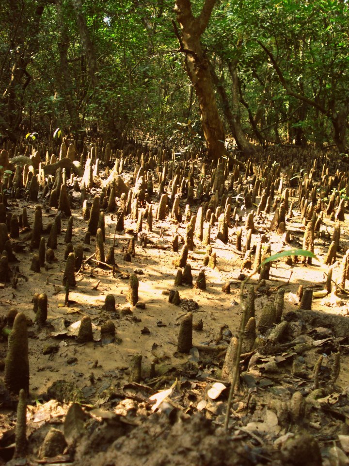 Photo of Bhitarkanika, a lesser known National Park of India 18/37 by Ria Saha