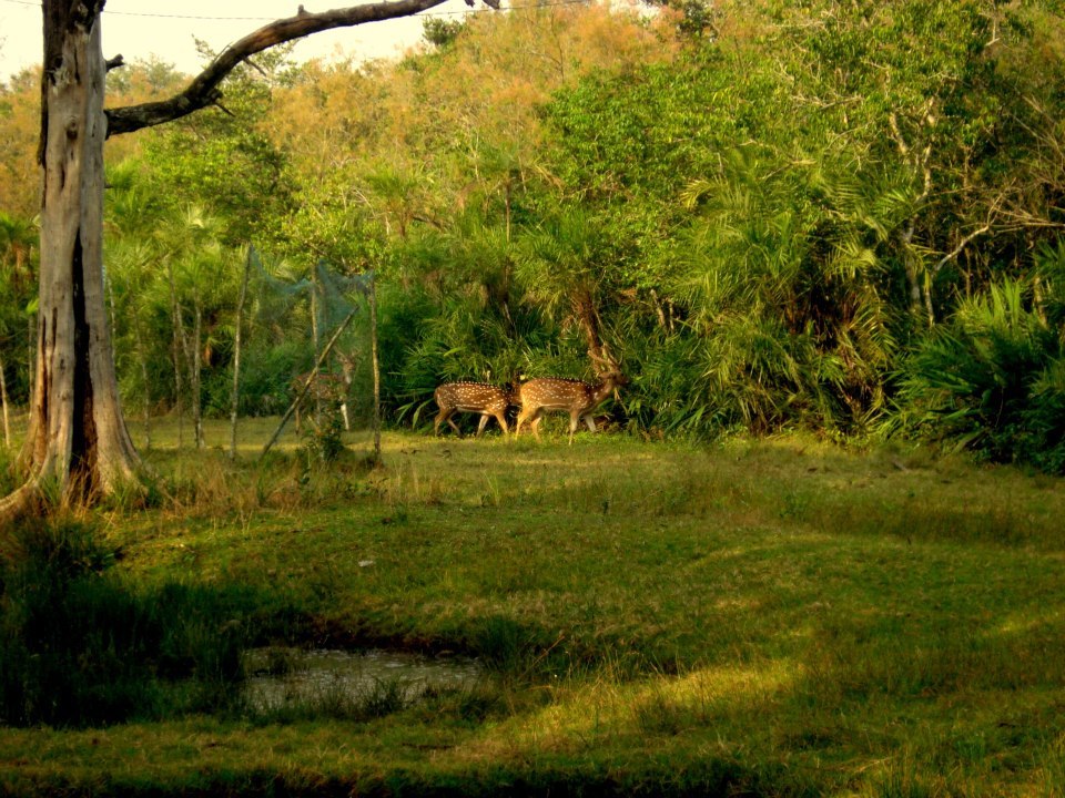 Photo of Bhitarkanika, a lesser known National Park of India 21/37 by Ria Saha
