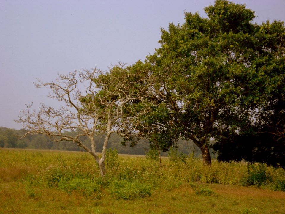 Photo of Bhitarkanika, a lesser known National Park of India 17/37 by Ria Saha