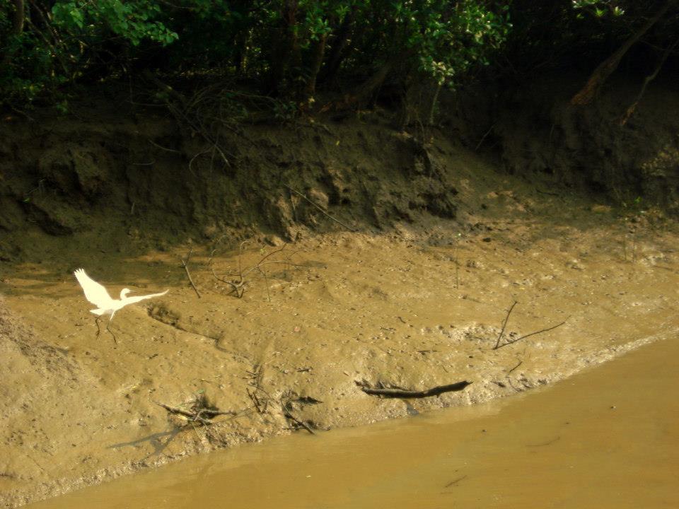 Photo of Bhitarkanika, a lesser known National Park of India 20/37 by Ria Saha