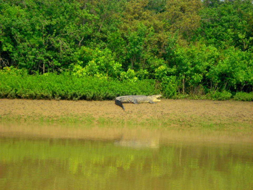 Photo of Bhitarkanika, a lesser known National Park of India 12/37 by Ria Saha