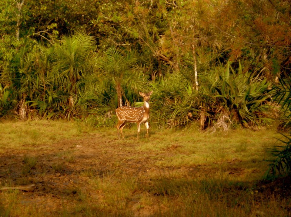 Photo of Bhitarkanika, a lesser known National Park of India 22/37 by Ria Saha