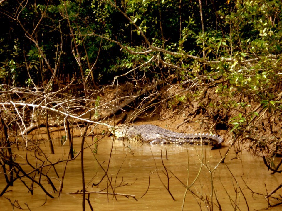 Photo of Bhitarkanika, a lesser known National Park of India 8/37 by Ria Saha