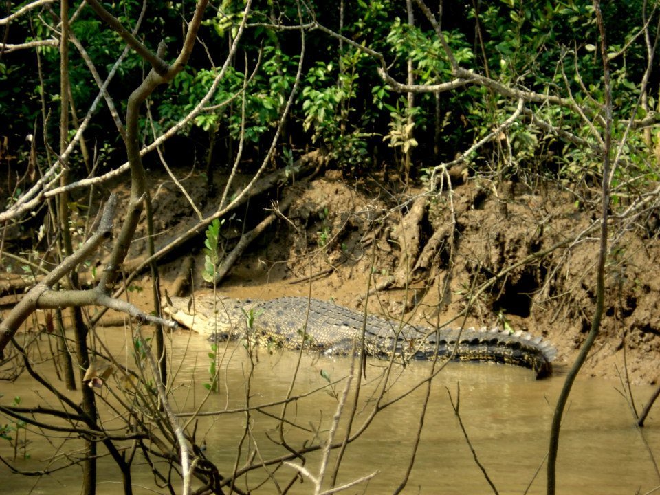 Photo of Bhitarkanika, a lesser known National Park of India 9/37 by Ria Saha
