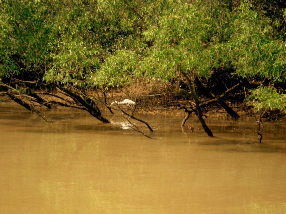 Photo of Bhitarkanika, a lesser known National Park of India 11/37 by Ria Saha