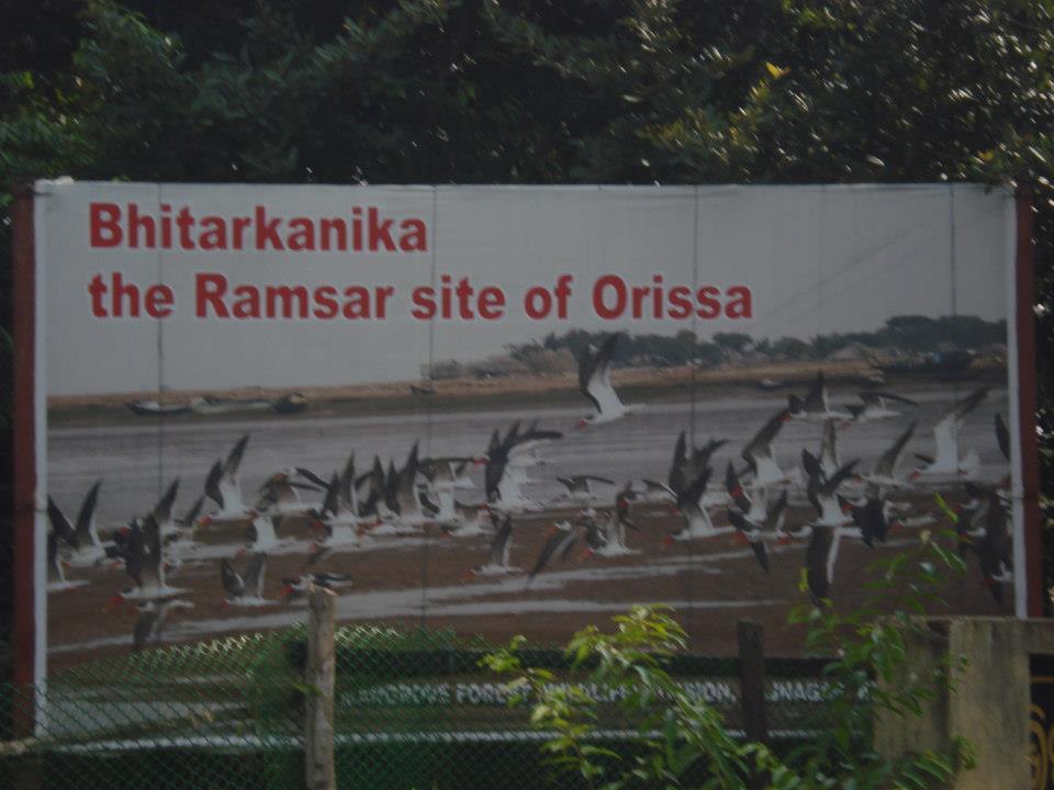 Photo of Bhitarkanika, a lesser known National Park of India 1/37 by Ria Saha