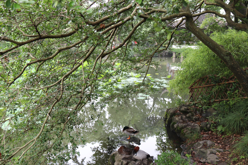 Photo of A short and sweet trip to Suzhou and Nanjing 5/65 by Balachandra