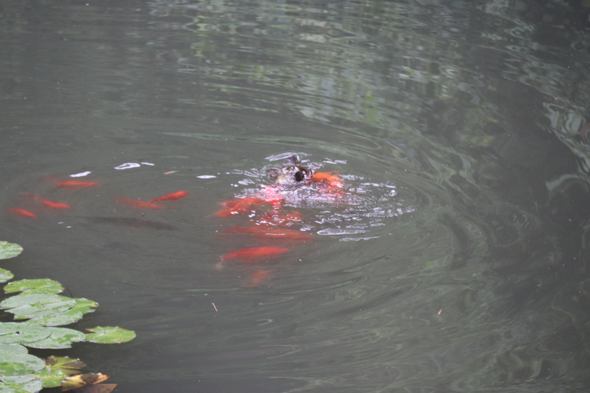 Photo of A short and sweet trip to Suzhou and Nanjing 28/65 by Balachandra