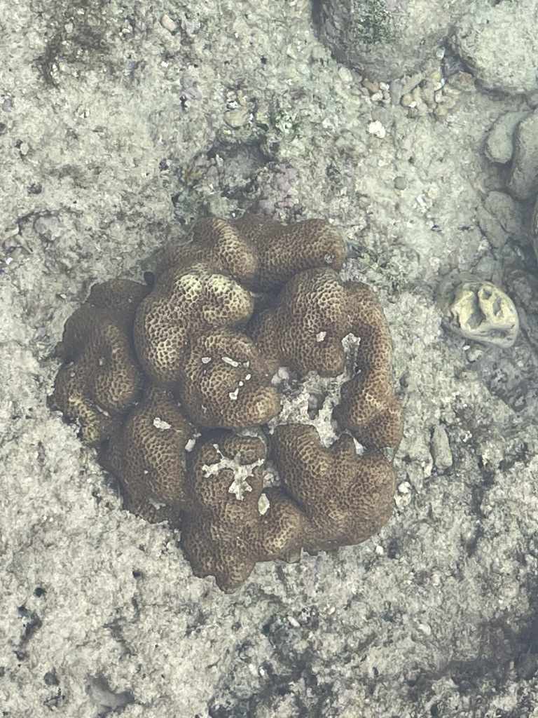 Photo of Amazing Andaman 59/103 by Balachandra