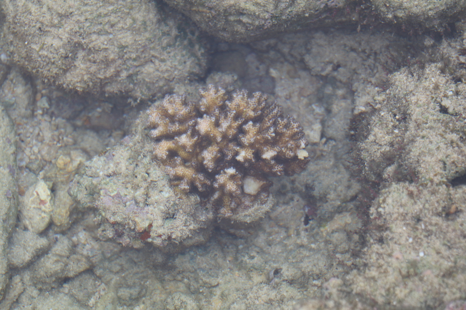 Photo of Amazing Andaman 60/103 by Balachandra