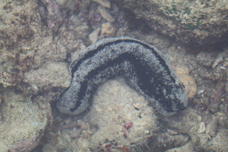 Photo of Amazing Andaman 61/103 by Balachandra
