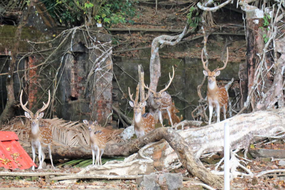 Photo of Amazing Andaman 89/103 by Balachandra