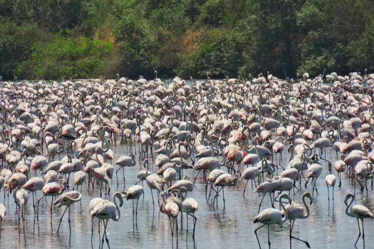 Photo of Winter Visitors, Flamingo Spotting in Mumbai by MilesBitesandSoul