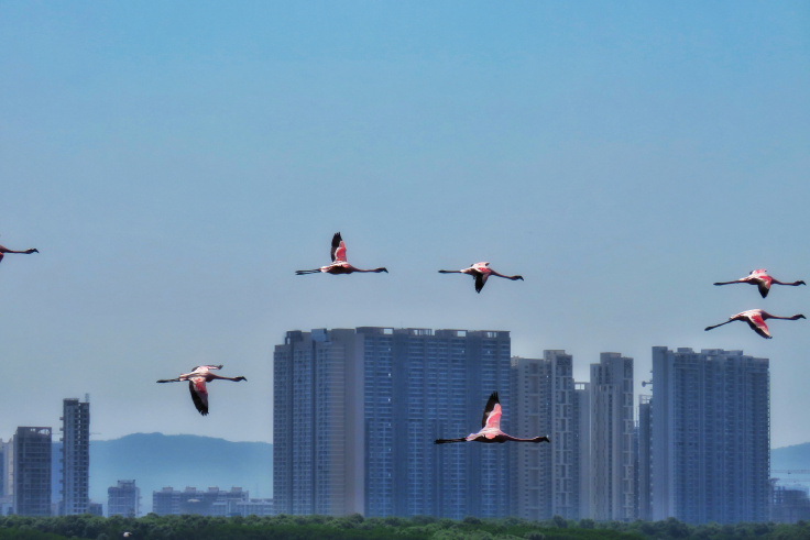 Photo of Winter Visitors, Flamingo Spotting in Mumbai by MilesBitesandSoul