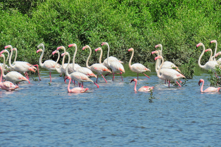 Photo of Winter Visitors, Flamingo Spotting in Mumbai by MilesBitesandSoul
