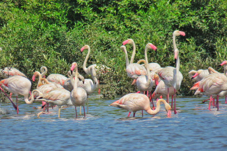 Photo of Winter Visitors, Flamingo Spotting in Mumbai by MilesBitesandSoul
