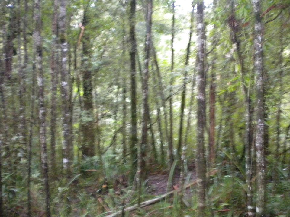 Photo of a walk in the rain forest by anumeha gupta