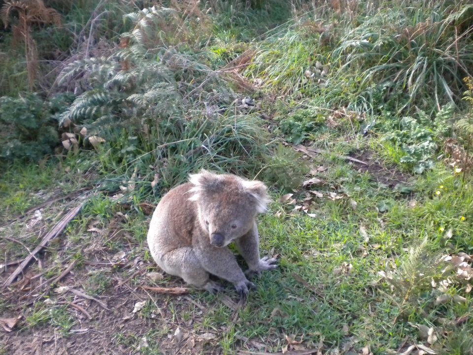 Photo of a koala, so cute!!! by anumeha gupta