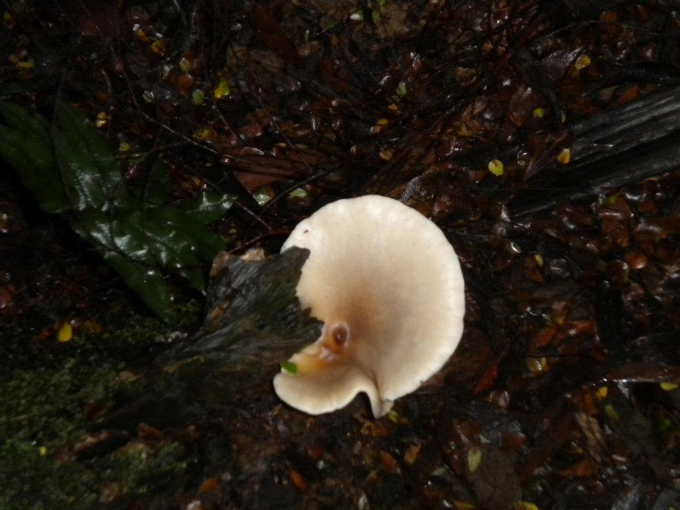Photo of A wild growth on the tree in the rain forest!! by anumeha gupta