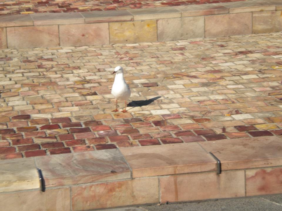 Photo of Australia as I see it!!! by anumeha gupta