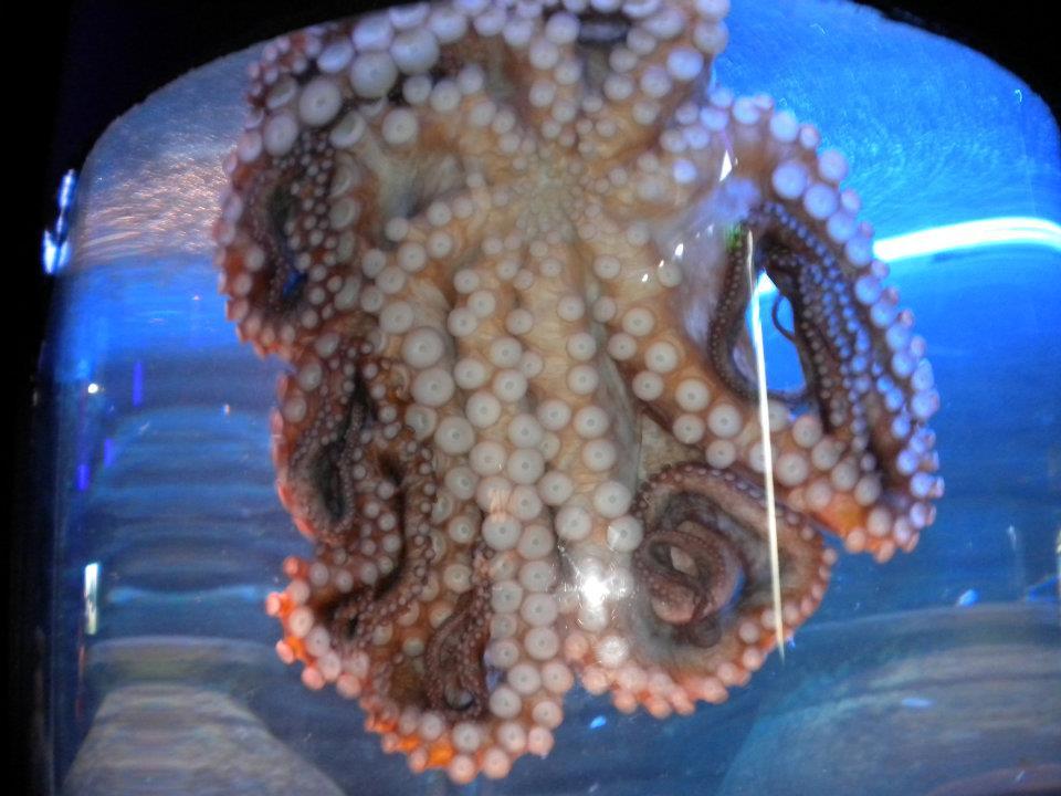 Photo of Australia as I see it!!! by anumeha gupta