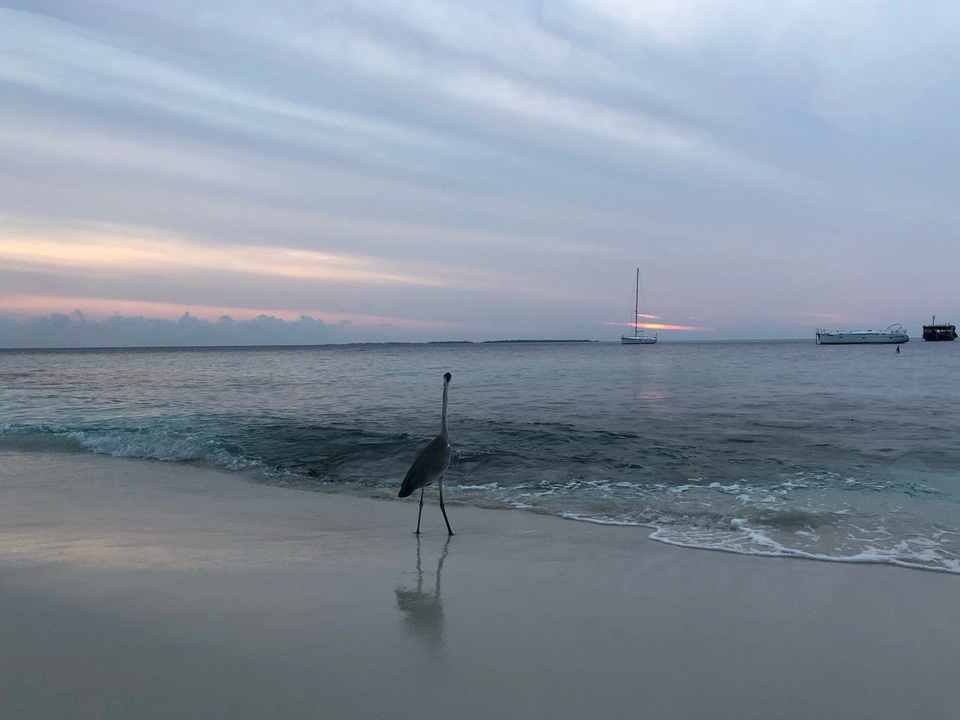 Photo of Malahini Kuda Bandos Resort, Maldives by Venkatesh Nayak