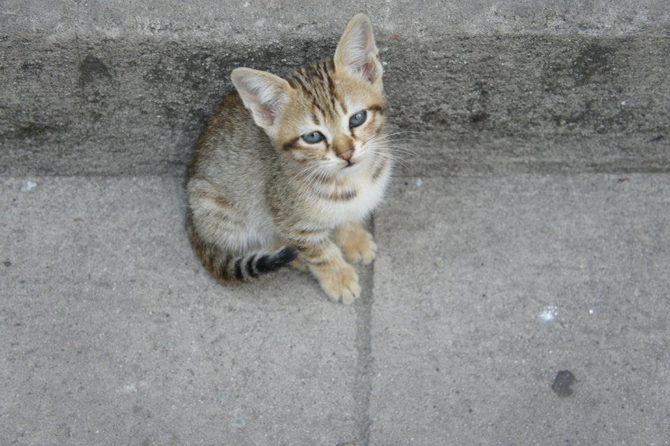 Photo of Cross country drive to Bhutan 19/45 by santosh rao