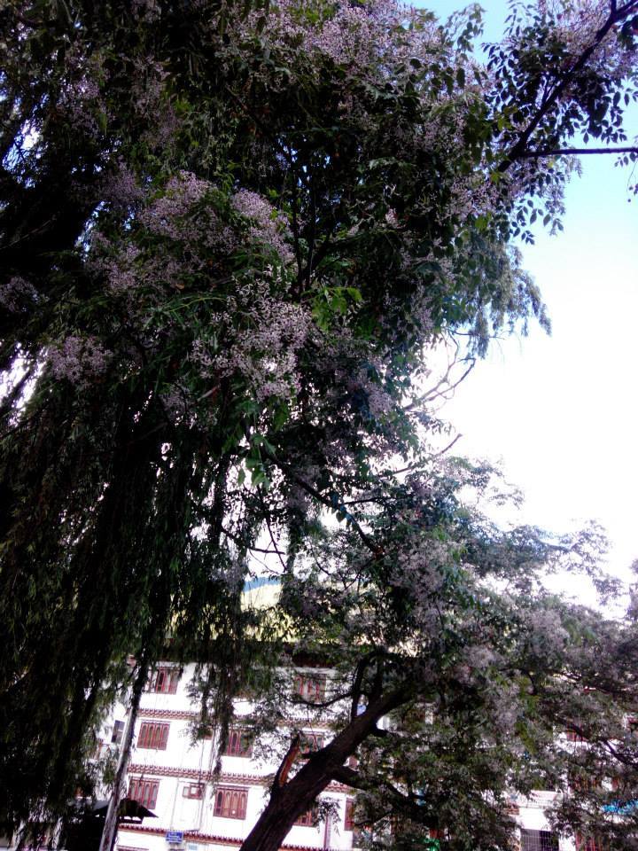 Photo of Cross country drive to Bhutan 35/45 by santosh rao