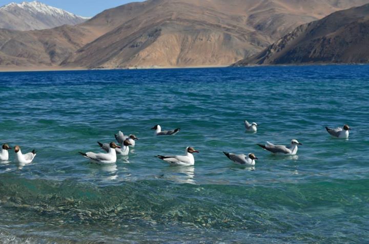 Photo of Enticing Ladakh!!! by Aishwarya Raj