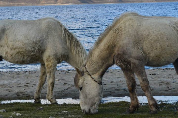 Photo of Enticing Ladakh!!! by Aishwarya Raj