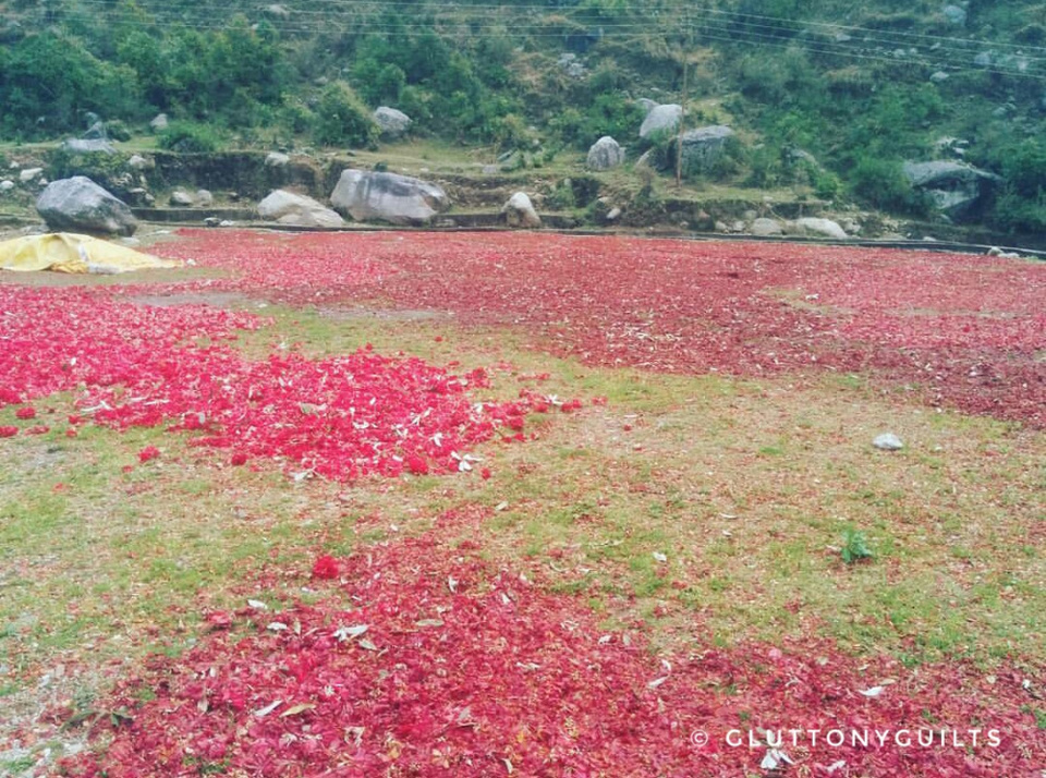 Photo of Travelogue - Dharamshala, Himachal Pradesh, India 1/7 by Shreya Srivastava