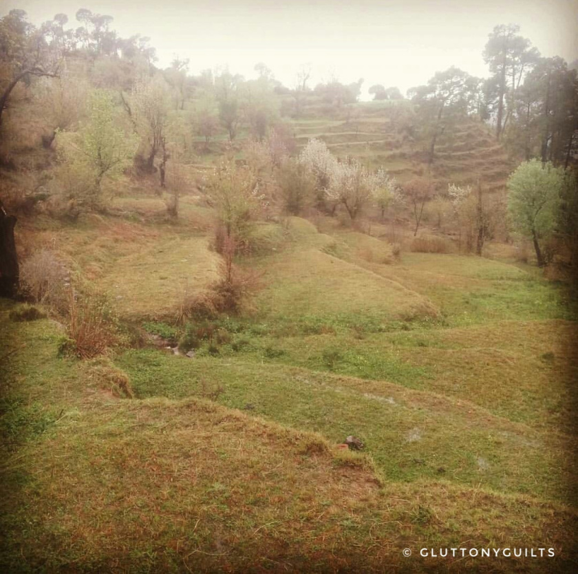 Photo of Travelogue - Dharamshala, Himachal Pradesh, India 3/7 by Shreya Srivastava