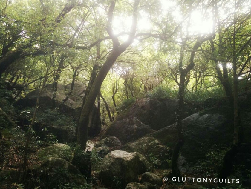 Photo of Travelogue - Dharamshala, Himachal Pradesh, India 5/7 by Shreya Srivastava