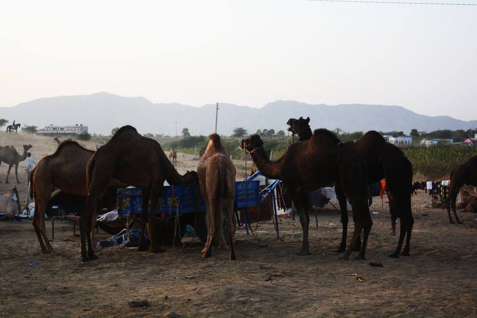 Photo of Pushkar, Rajasthan, India by Sapna Mahto