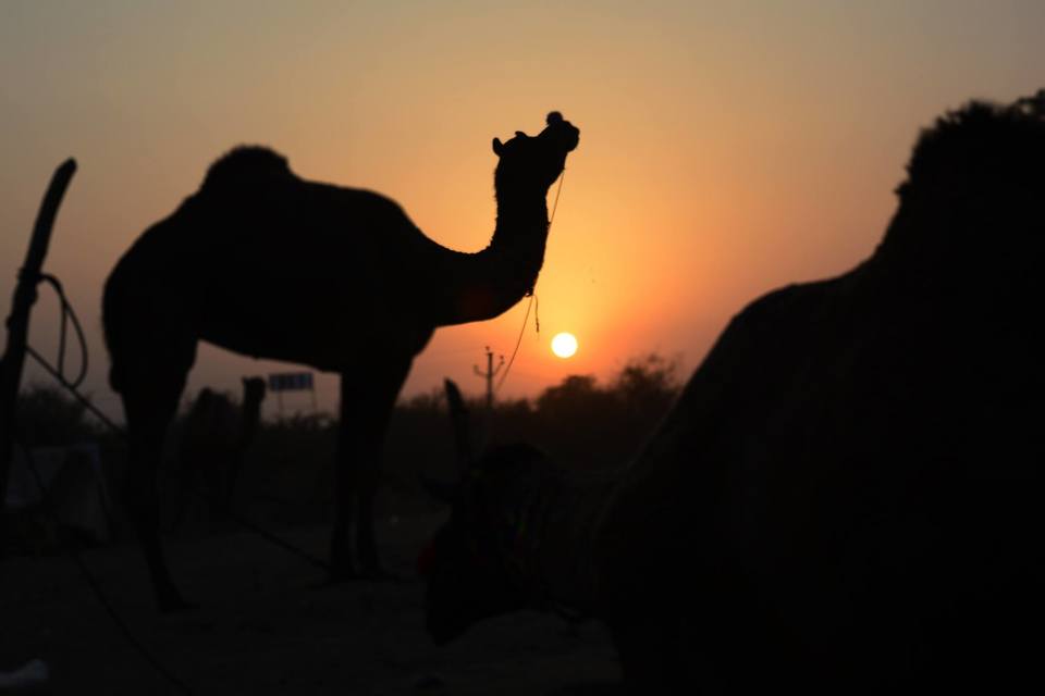 Photo of Pushkar, Rajasthan, India by Sapna Mahto