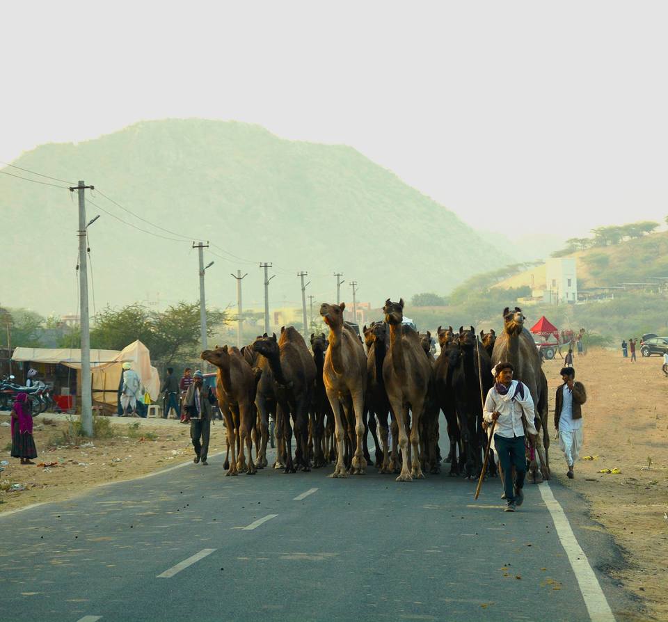 Photo of Pushkar, Rajasthan, India by Sapna Mahto