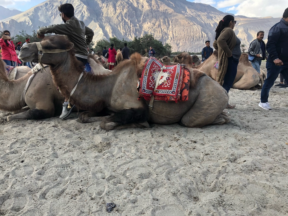 Photo of Nubra Valley by Priyanka Travelbee