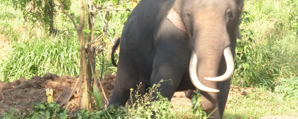 Photo of Pinnawala Elephant Orphanage Bus Stop, B199, Rambukkana, Sabaragamuwa Province, Sri Lanka by Manjiri