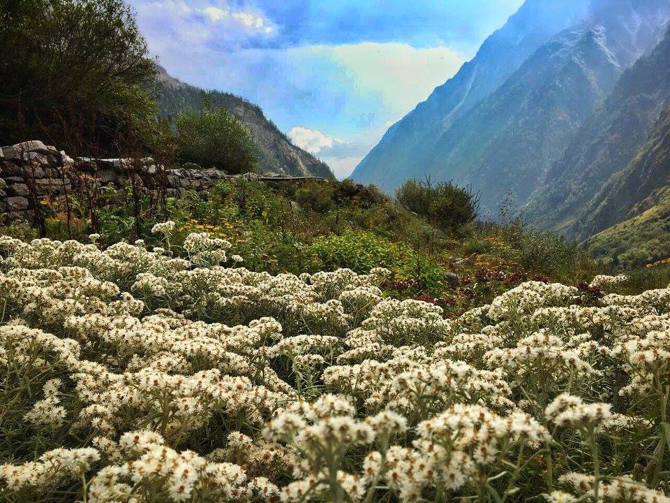 Photo of Valley of Flowers National Park, Chamoli, Uttarakhand, India by Nancy