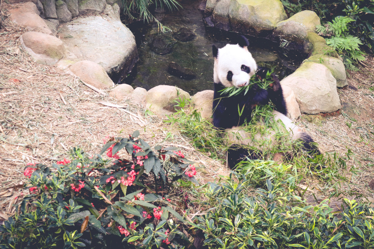 Photo of How To Travel Singapore? 6/30 by Ambica Maddy