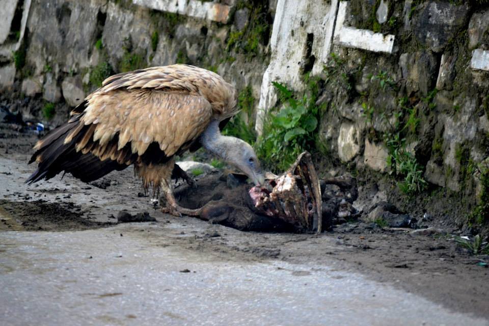 Photo of Ladakh - Mecca of the Motorcyclist 135/191 by Veeral Pathak
