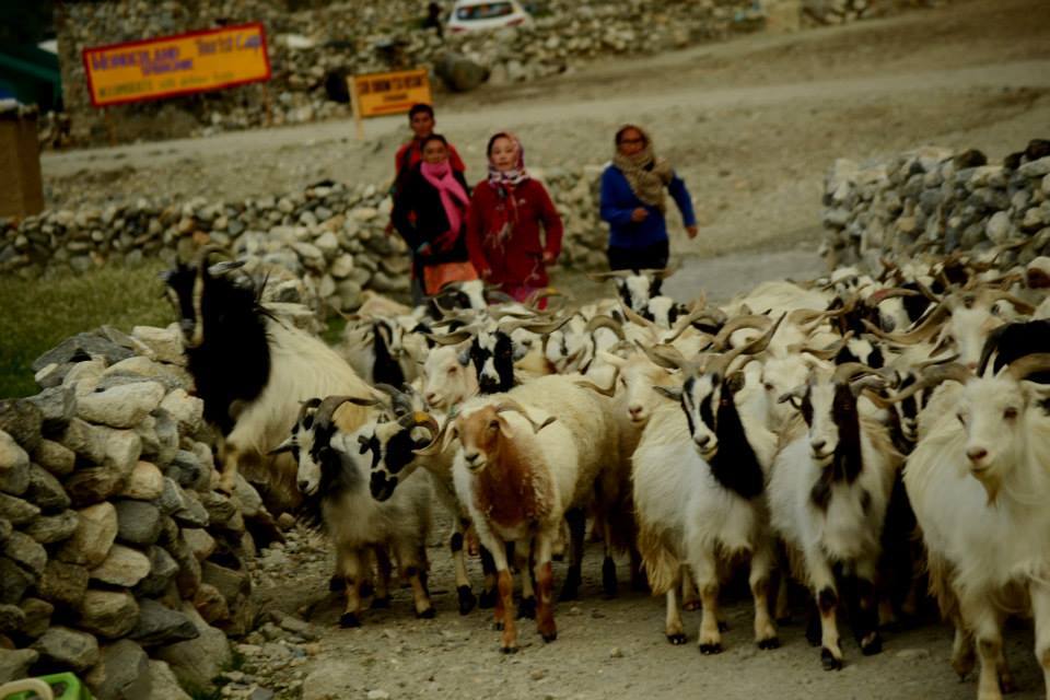 Photo of Ladakh - Mecca of the Motorcyclist 178/191 by Veeral Pathak