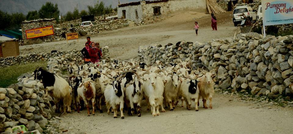 Photo of Ladakh - Mecca of the Motorcyclist 177/191 by Veeral Pathak