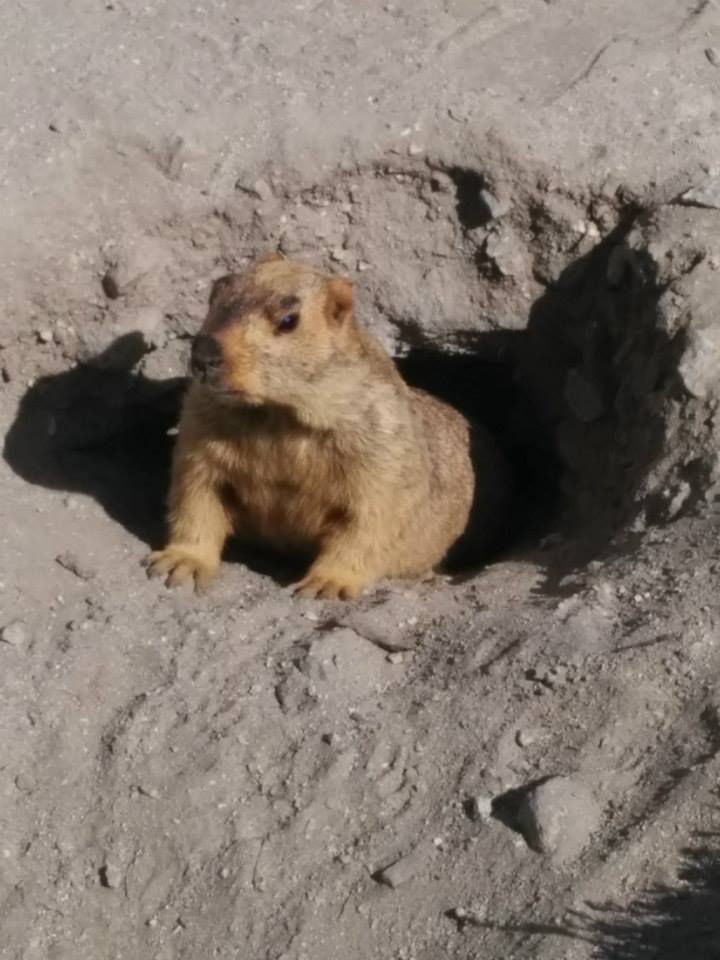 Photo of Ladakh - Mecca of the Motorcyclist 88/191 by Veeral Pathak